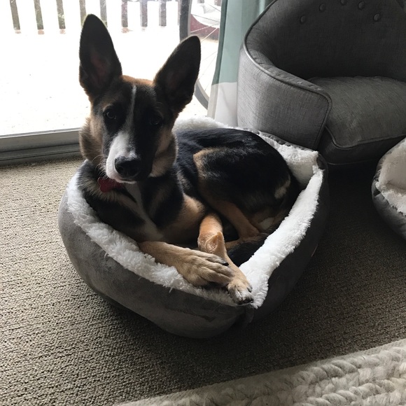 🐶🐾❤️ Meet your Posher, Ash ❤️🐾🐶 - Picture 1 of 4